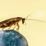 Gata cu gândacii: experții au numit cel mai ieftin și mai eficient remediu gata-cu-gandacii-expertii-au-numit-cel-mai-ieftin-si.webp.webp