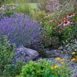 O greșeală de toamnă care dăunează grădinii tale - nu o repeta o-greseala-de-toamna-care-dauneaza-gradinii-tale-nu.webp.webp