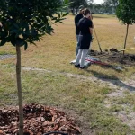 Șapte pomi fructiferi și arbuști care merită plantați încă din noiembrie sapte-pomi-fructiferi-si-arbusti-care-merita-plantati-inca-din.webp.webp